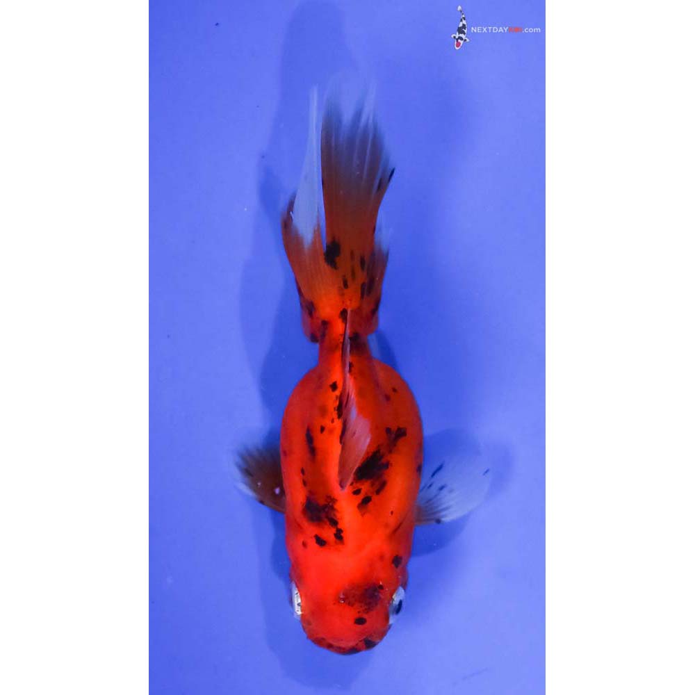 4” Imported Calico Oranda