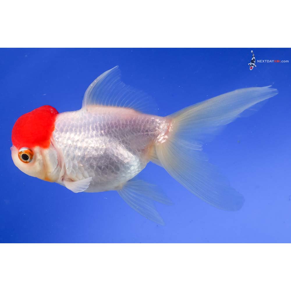 4.5” Imported Redcap Oranda