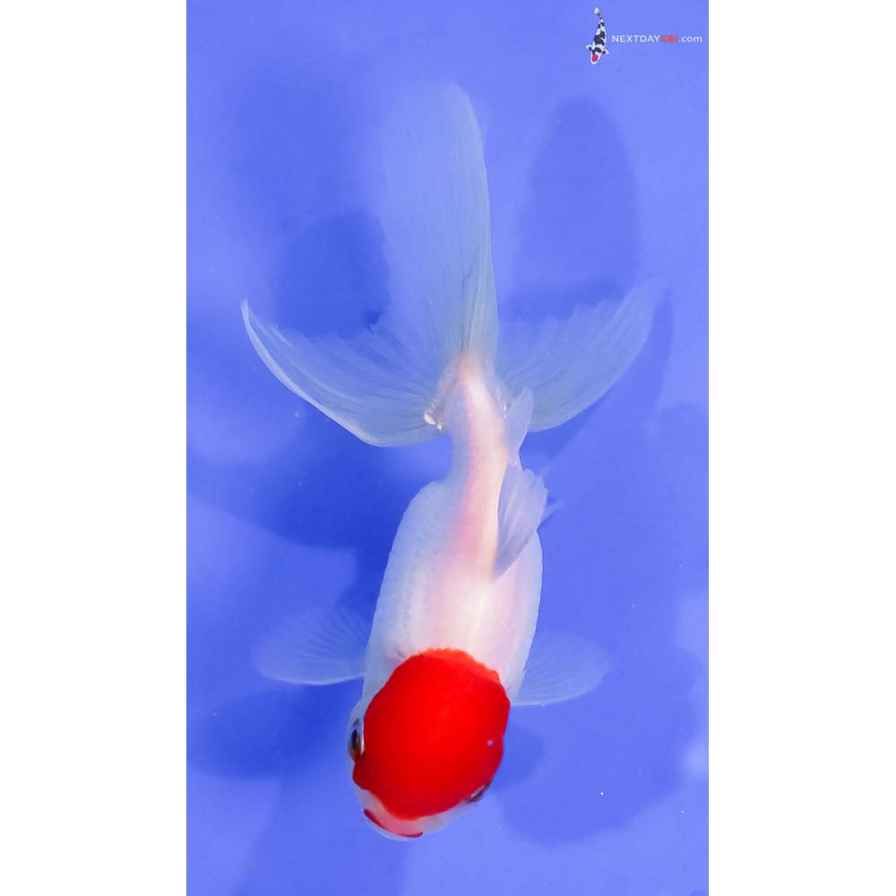 4.5” Imported Redcap Oranda