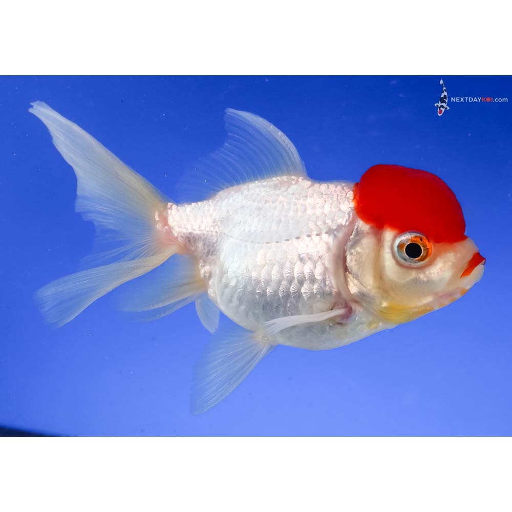 4.5” Imported Redcap Oranda