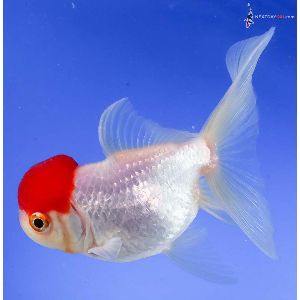 4.5” Imported Redcap Oranda