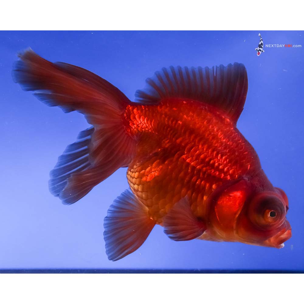 6” Imported Bronze Telescope Fantail