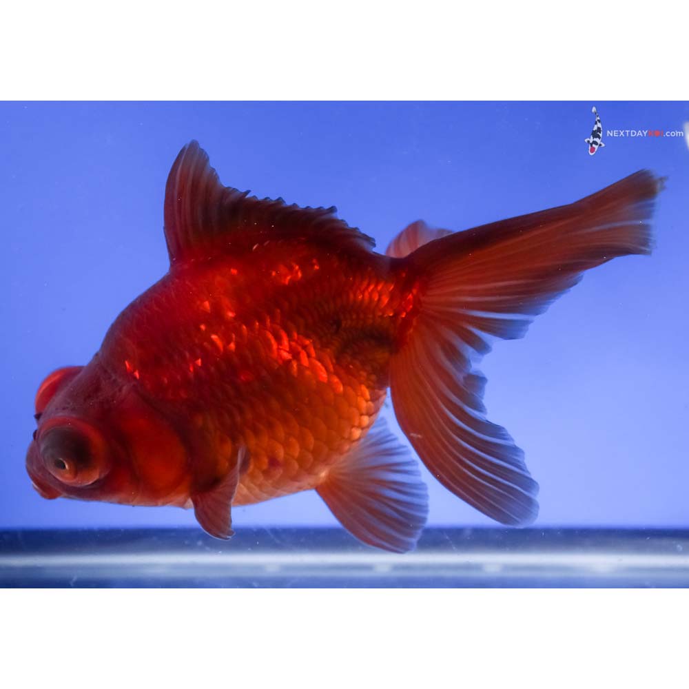 6” Imported Bronze Telescope Fantail