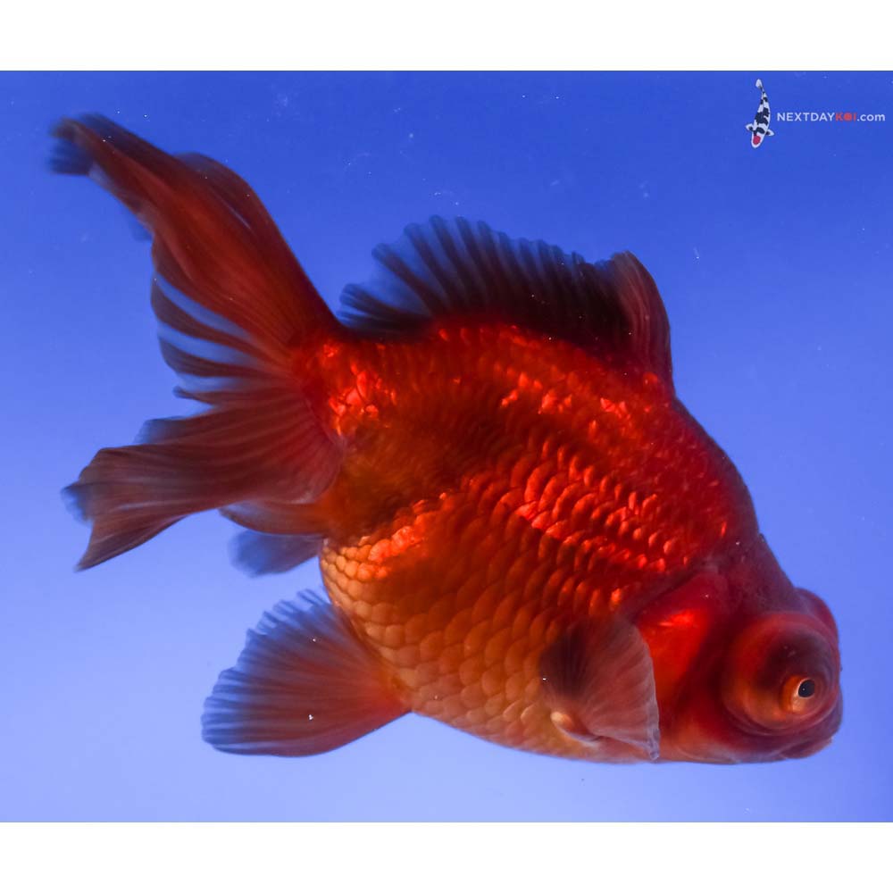 6” Imported Bronze Telescope Fantail