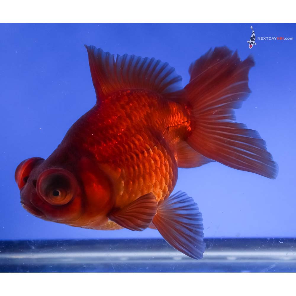 6” Imported Bronze Telescope Fantail