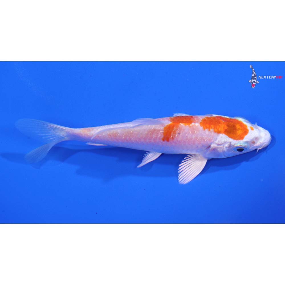 3.5” Imported Hariwake