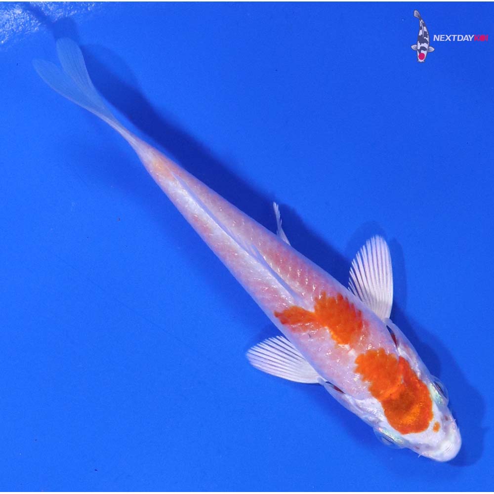 3.5” Imported Hariwake