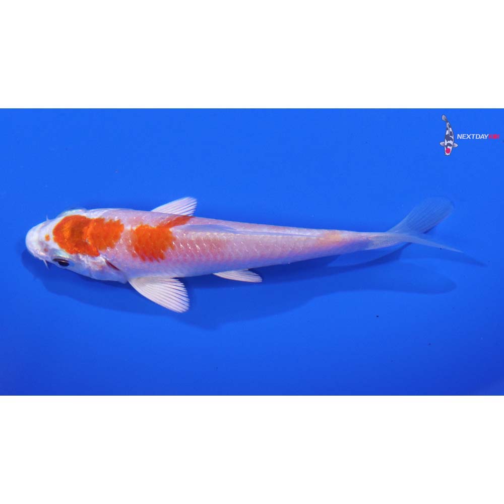 3.5” Imported Hariwake