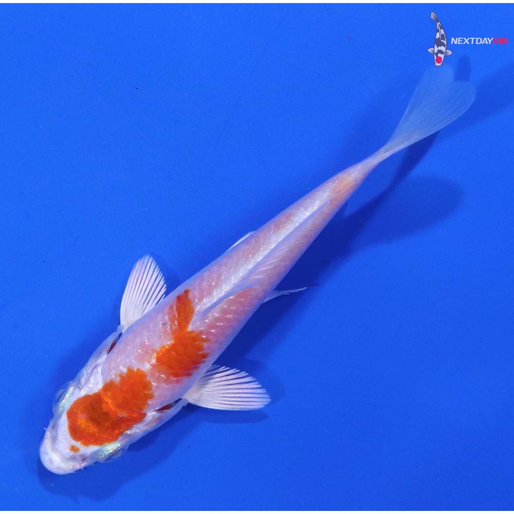 3.5” Imported Hariwake