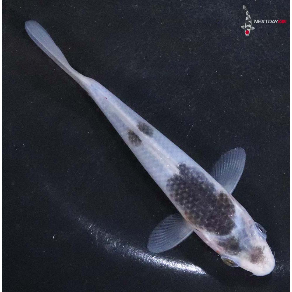 4” Imported Goromo