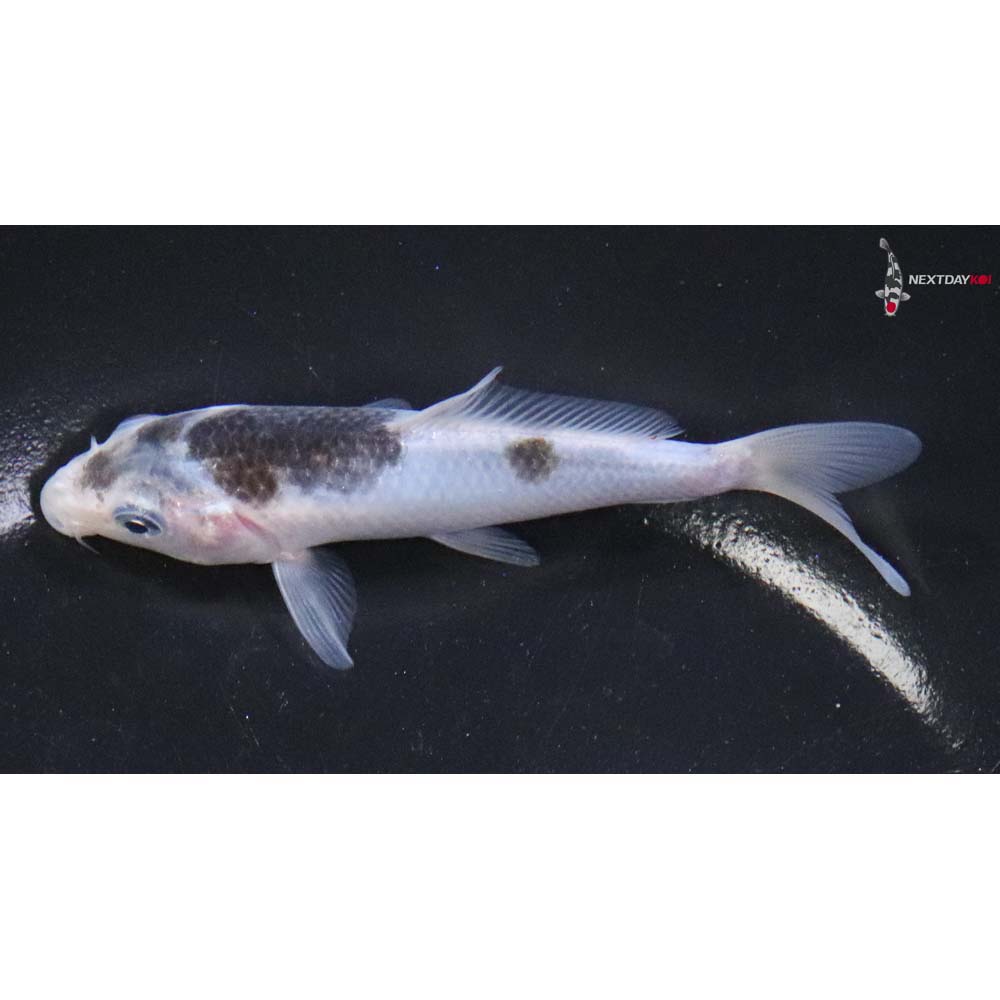 4” Imported Goromo