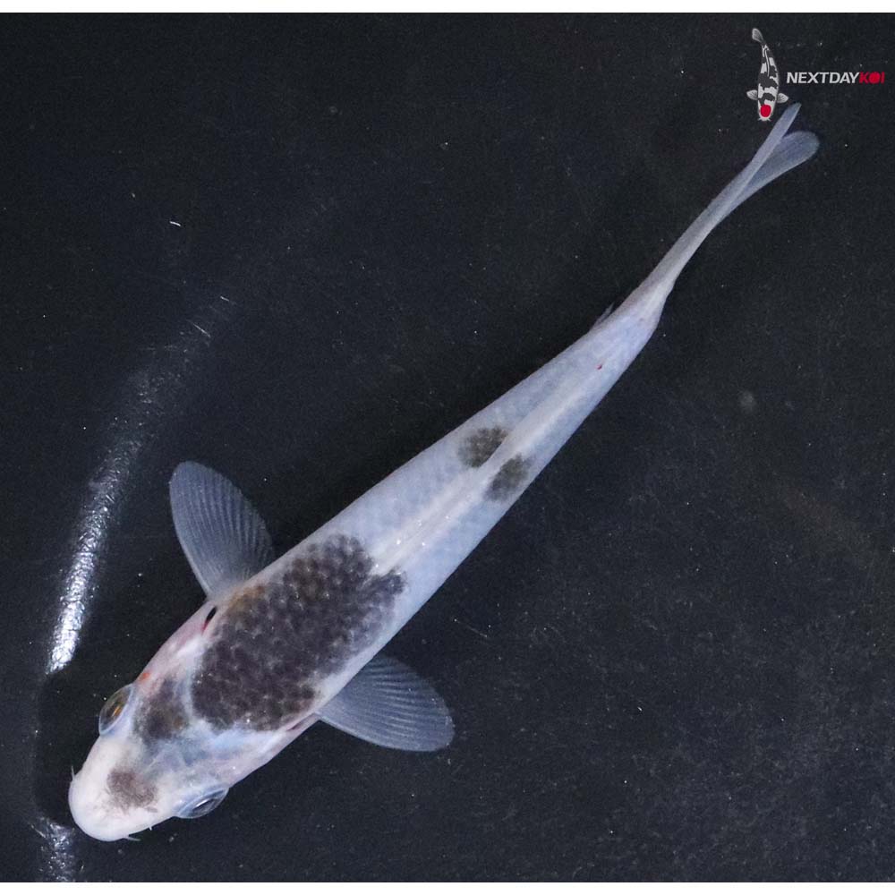 4” Imported Goromo