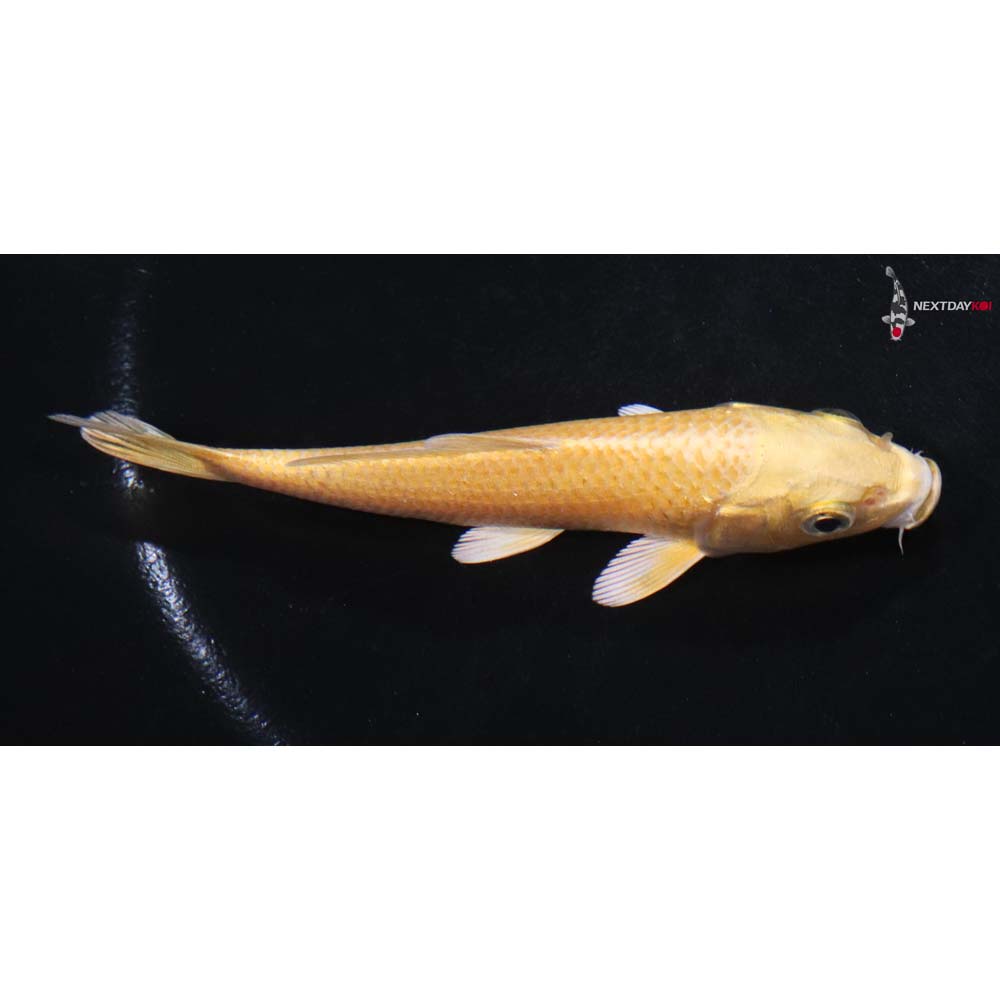 4” Imported Yamabuki Ogon