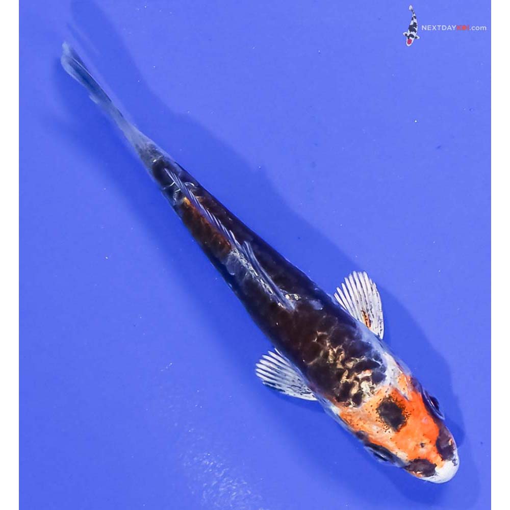 3.5” Imported Kin Kikokuryu