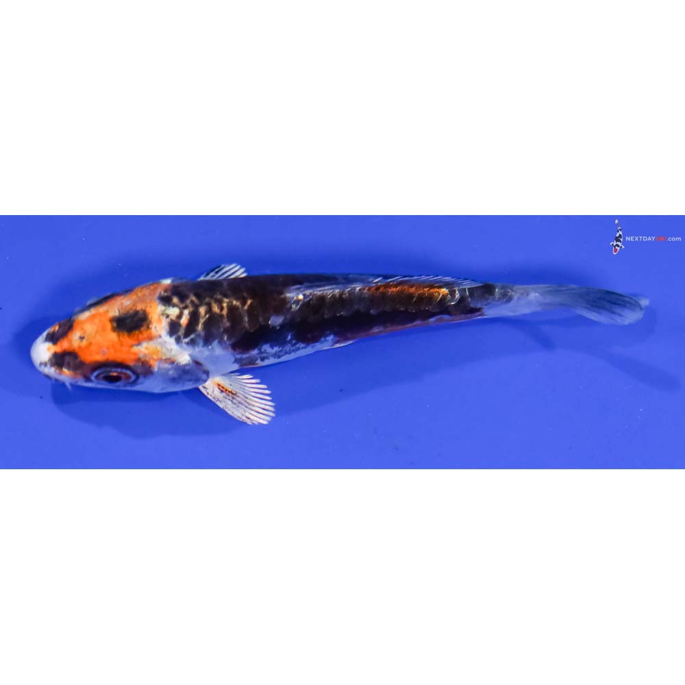 3.5” Imported Kin Kikokuryu