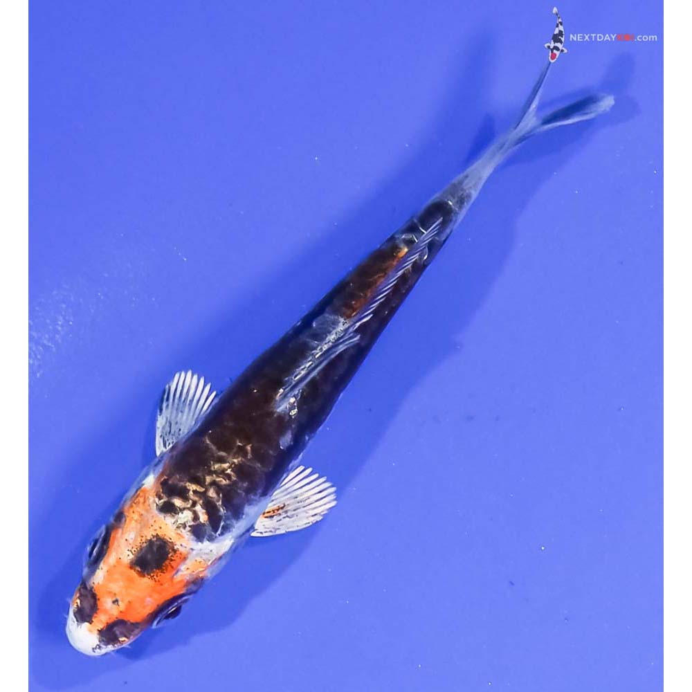 3.5” Imported Kin Kikokuryu