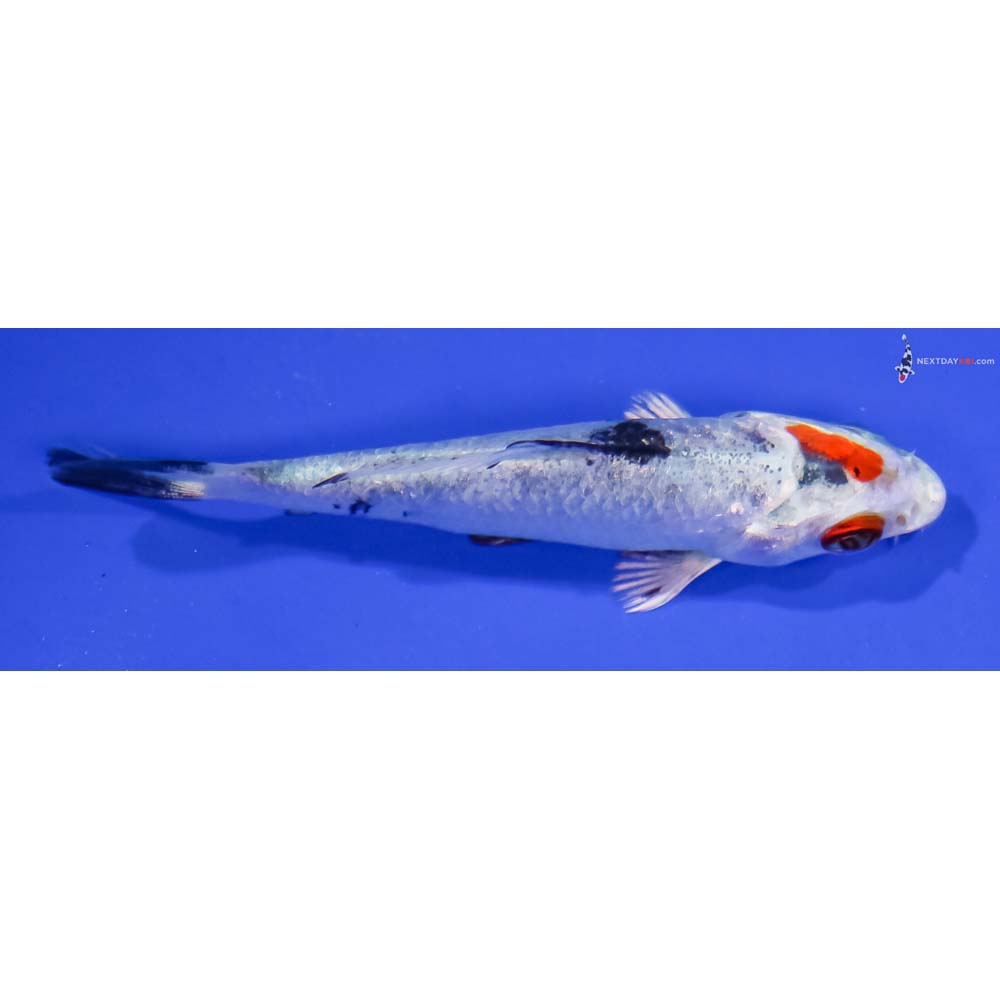 3” Imported Yamato Nishiki