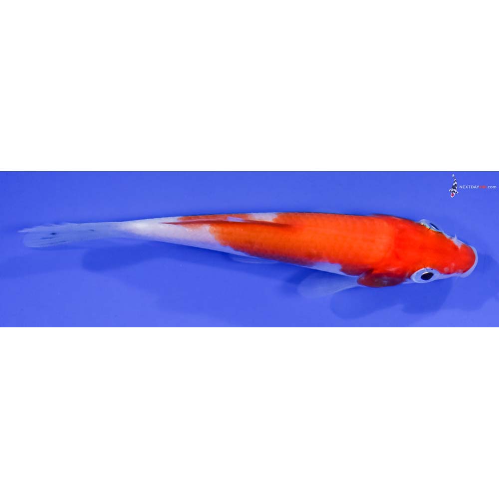 3.5” Imported Kohaku
