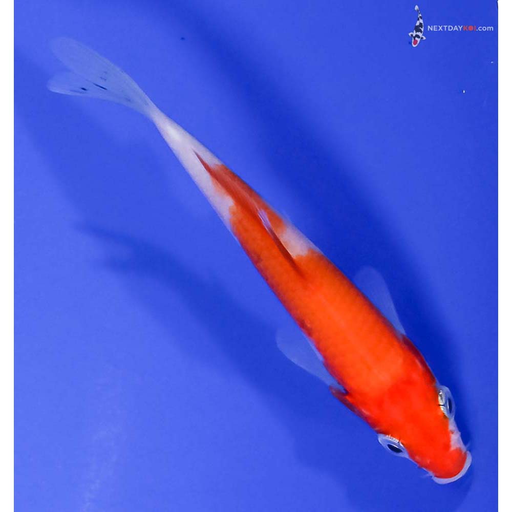 3.5” Imported Kohaku