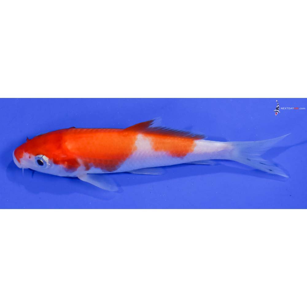 3.5” Imported Kohaku