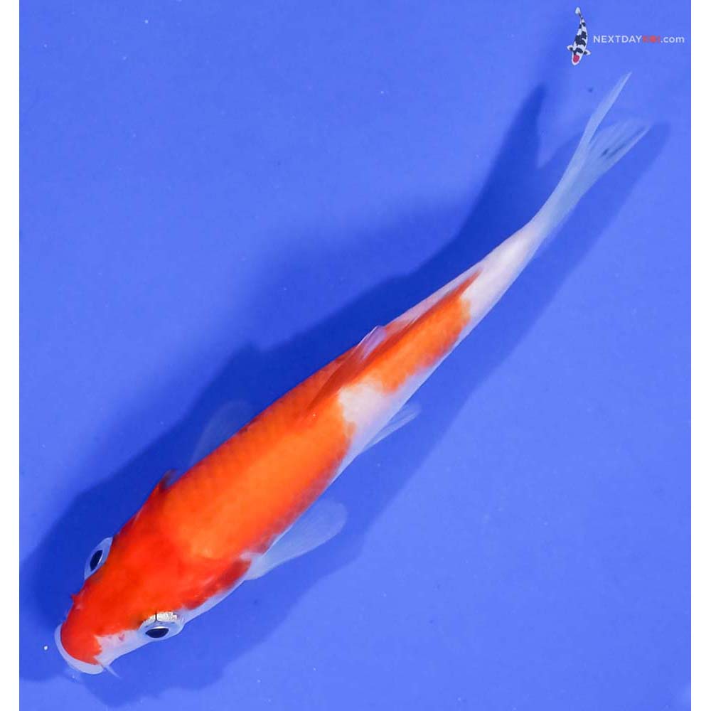 3.5” Imported Kohaku