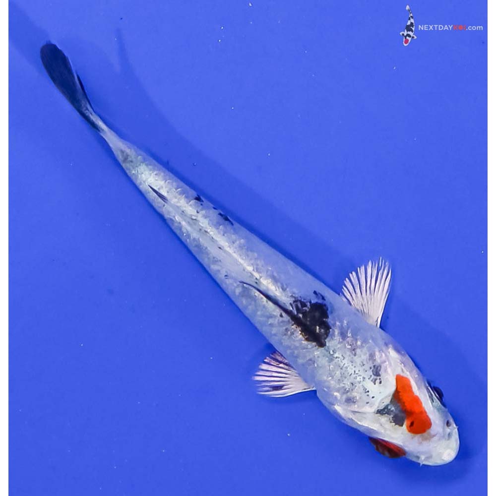 3” Imported Yamato Nishiki