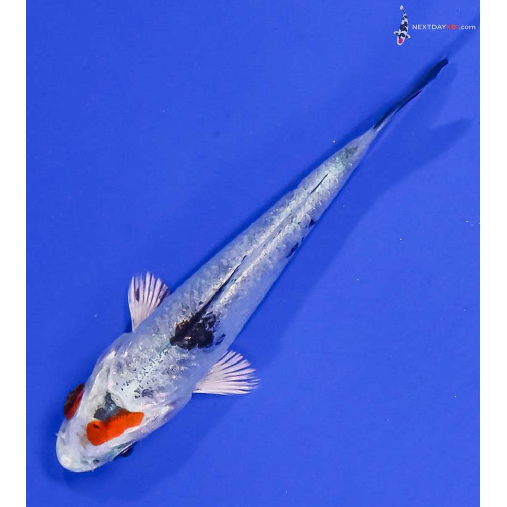 3” Imported Yamato Nishiki