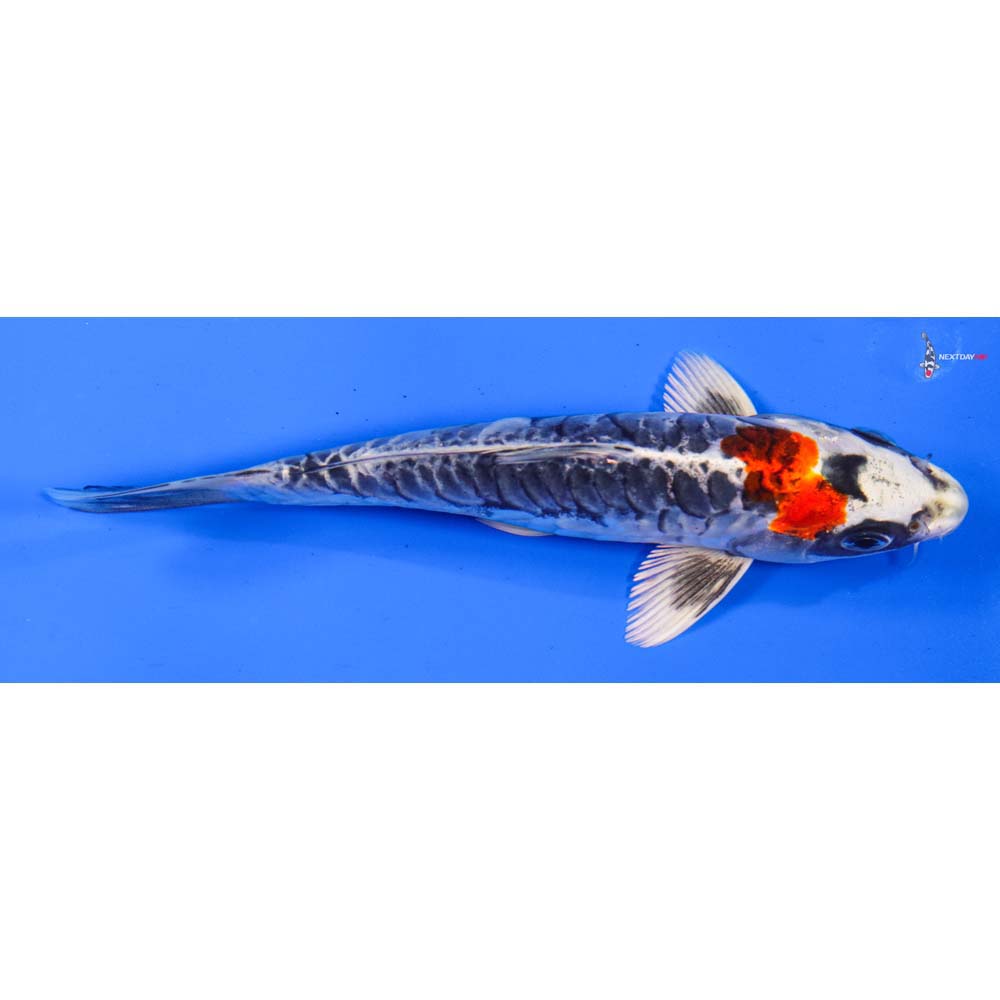 6” Imported Doitsu Kujaku