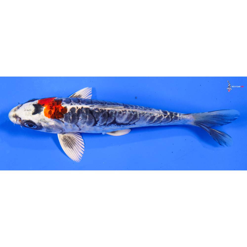 6” Imported Doitsu Kujaku