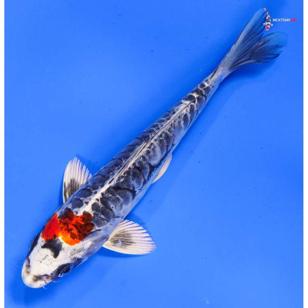 6” Imported Doitsu Kujaku