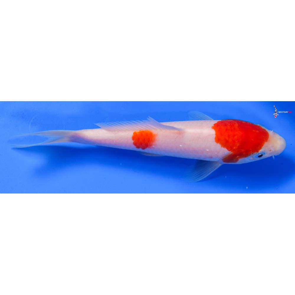 6.5” Imported Kohaku
