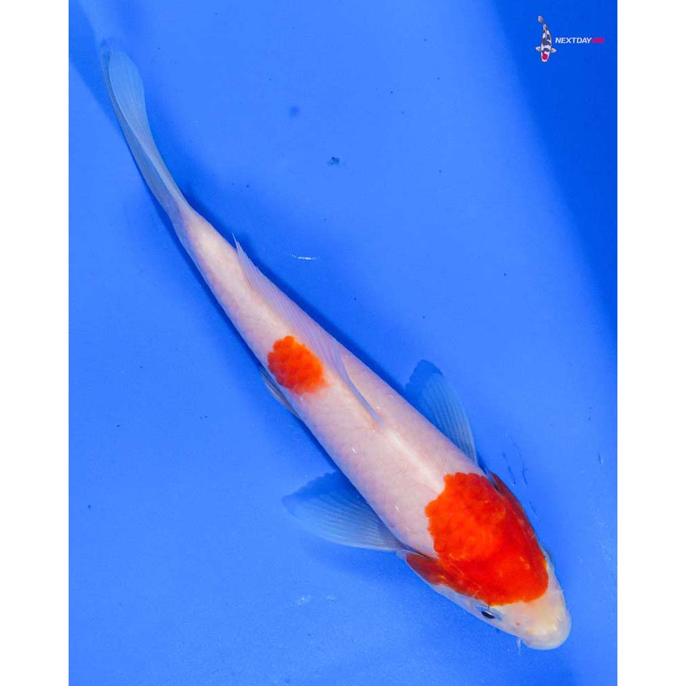 6.5” Imported Kohaku
