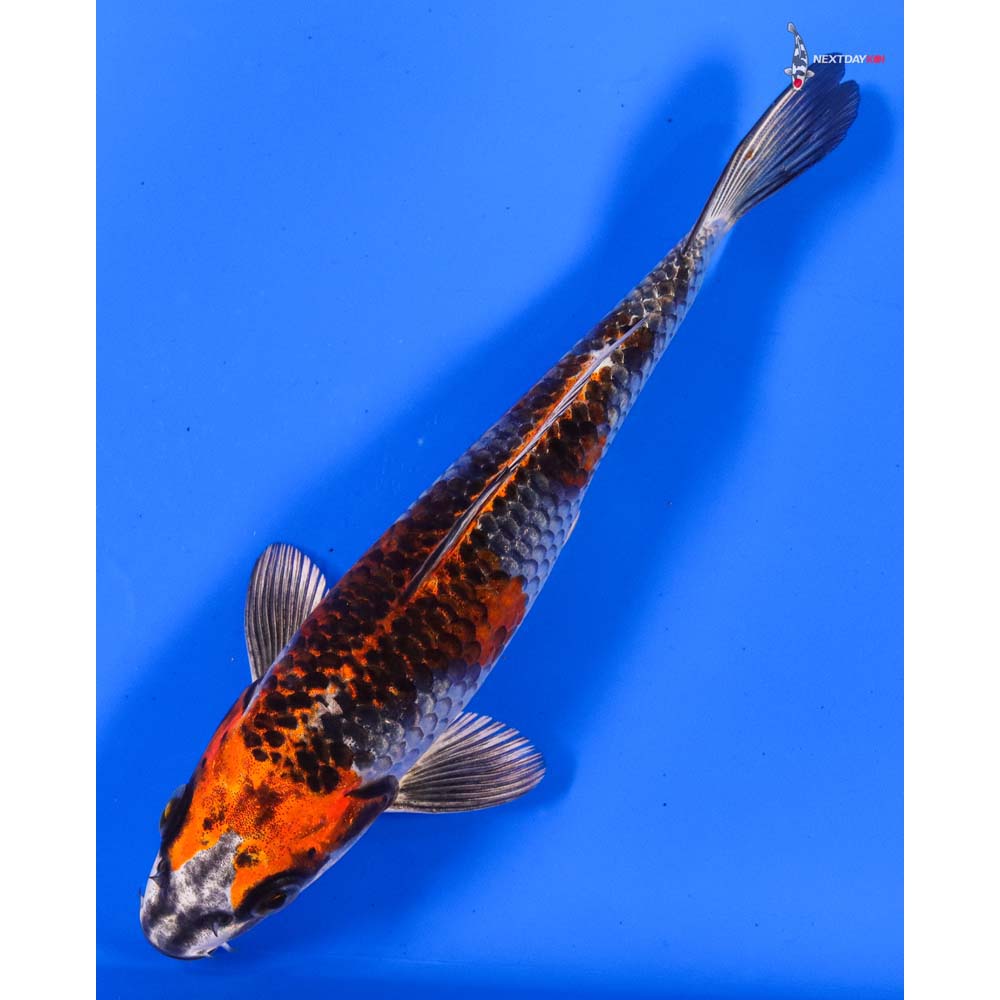 7” Imported Kujaku