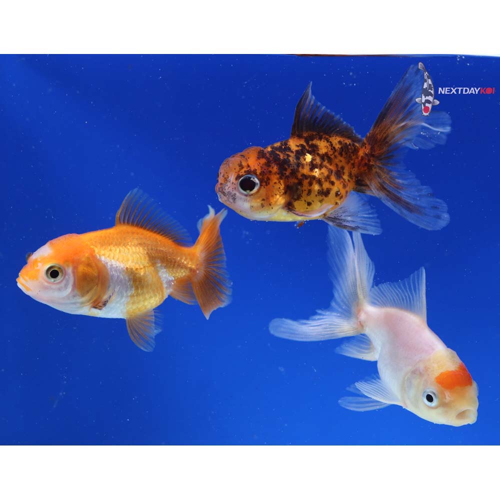 Lot of (3) 2.5-3” Imported Assorted Oranda