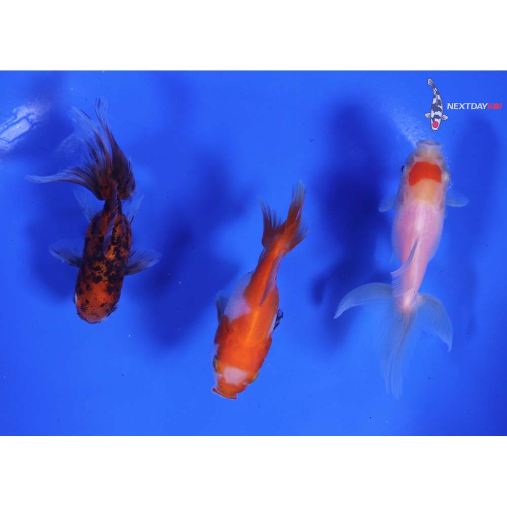 Lot of (3) 2.5-3” Imported Assorted Oranda