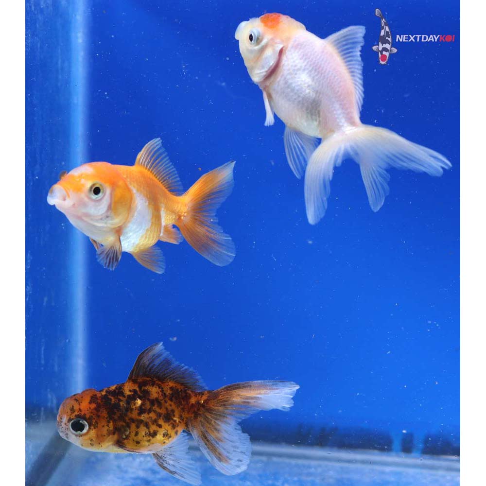 Lot of (3) 2.5-3” Imported Assorted Oranda