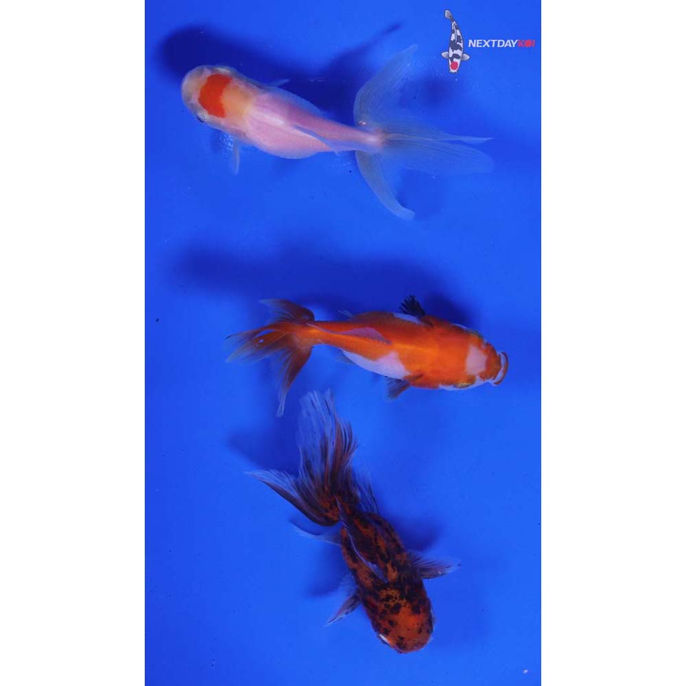 Lot of (3) 2.5-3” Imported Assorted Oranda