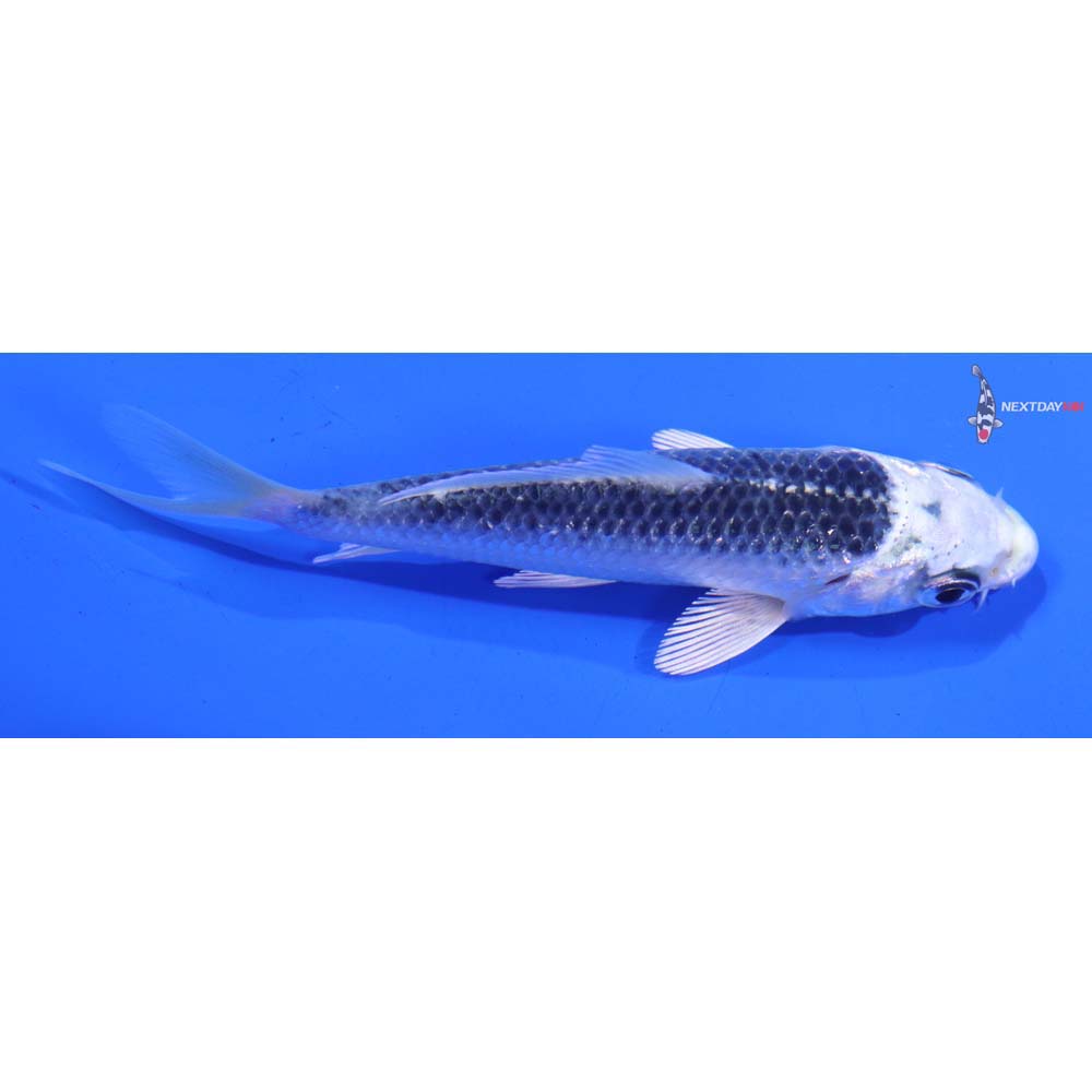 3.5” Imported Gin Matsuba