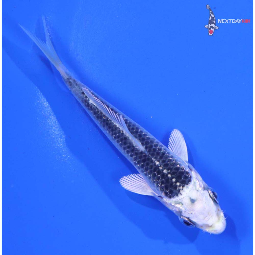 3.5” Imported Gin Matsuba