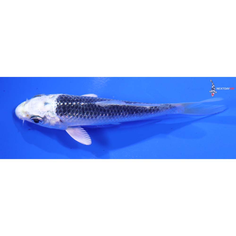 3.5” Imported Gin Matsuba