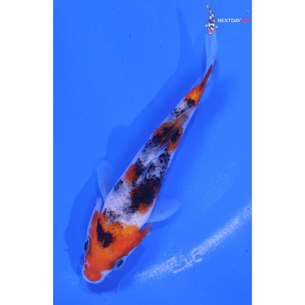 3.5” Imported Sanke