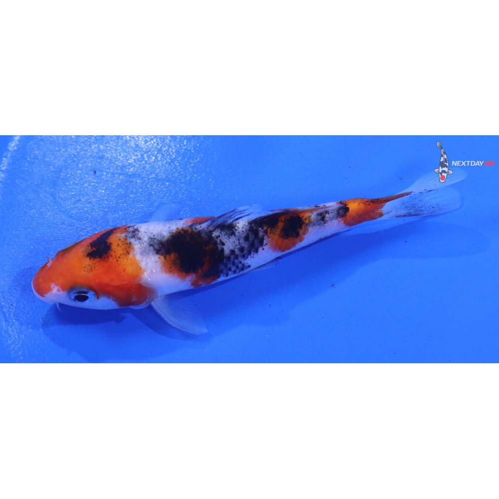 3.5” Imported Sanke