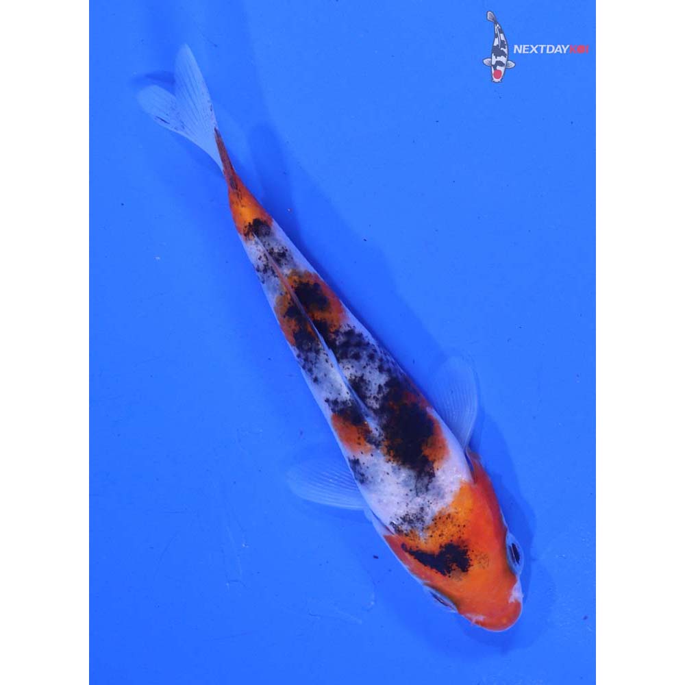 3.5” Imported Sanke