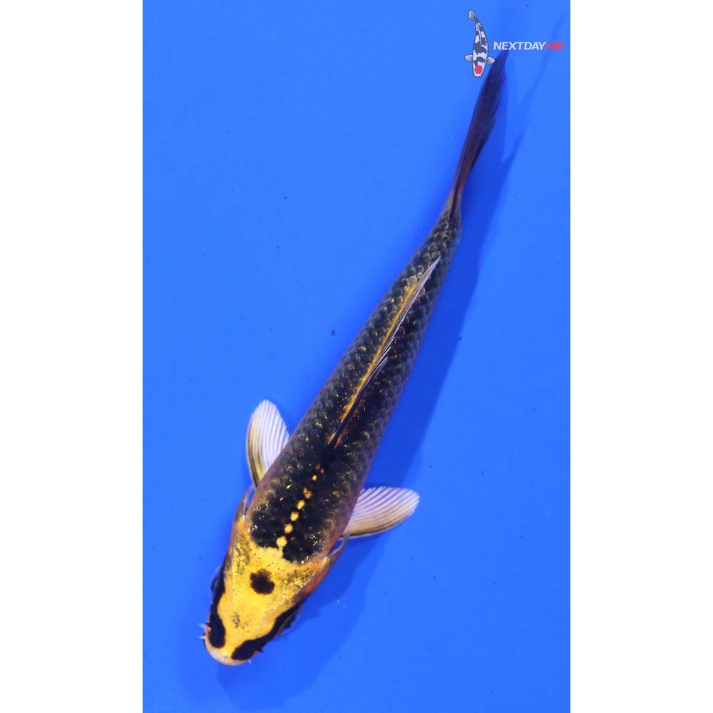 3.5” Imported Ki Matsuba