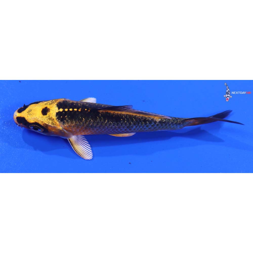 3.5” Imported Ki Matsuba