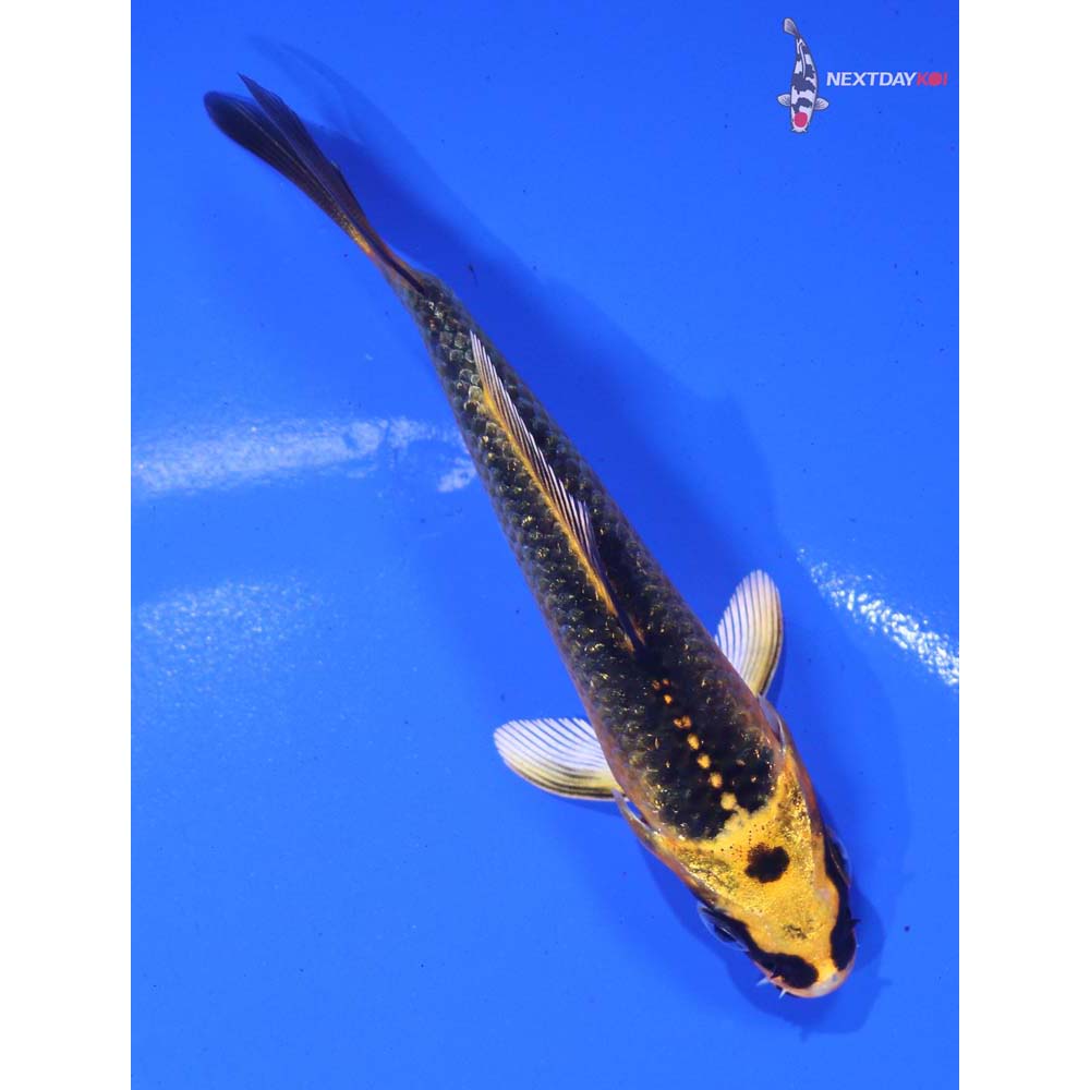 3.5” Imported Ki Matsuba