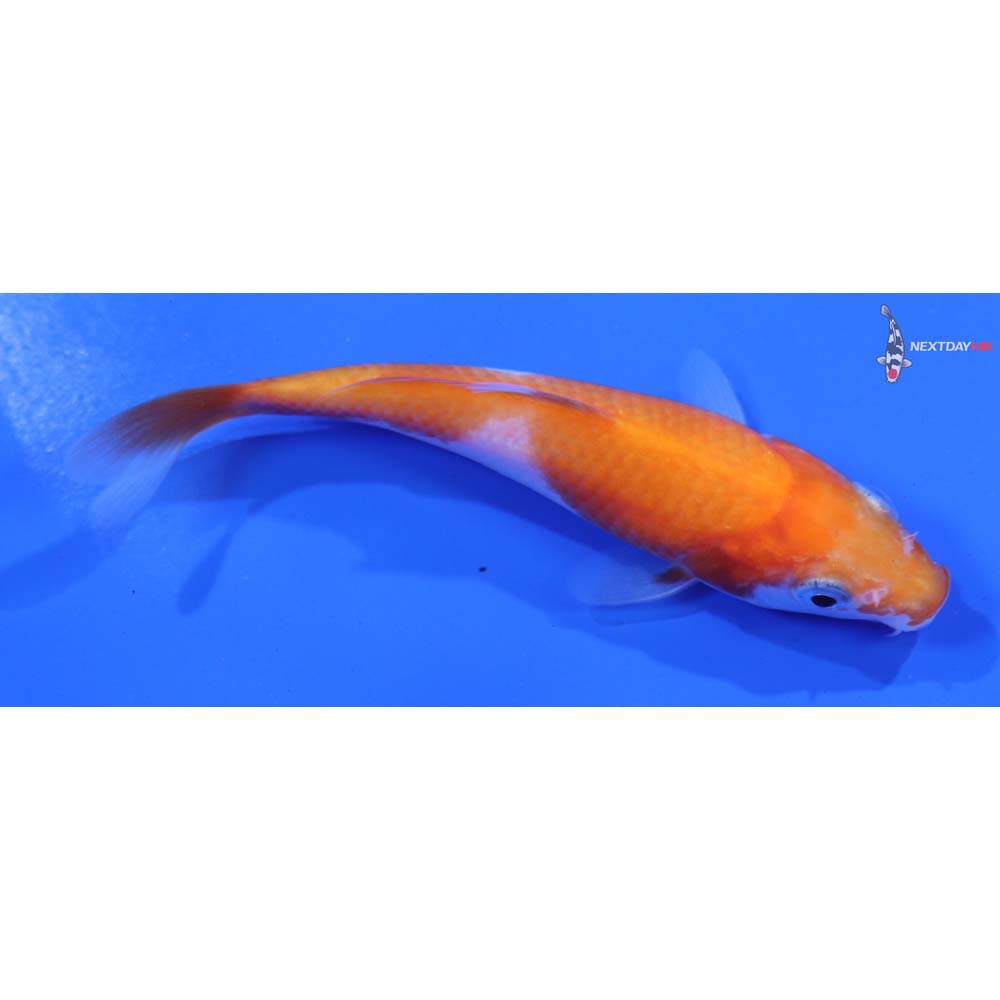 3.5” Imported Kohaku