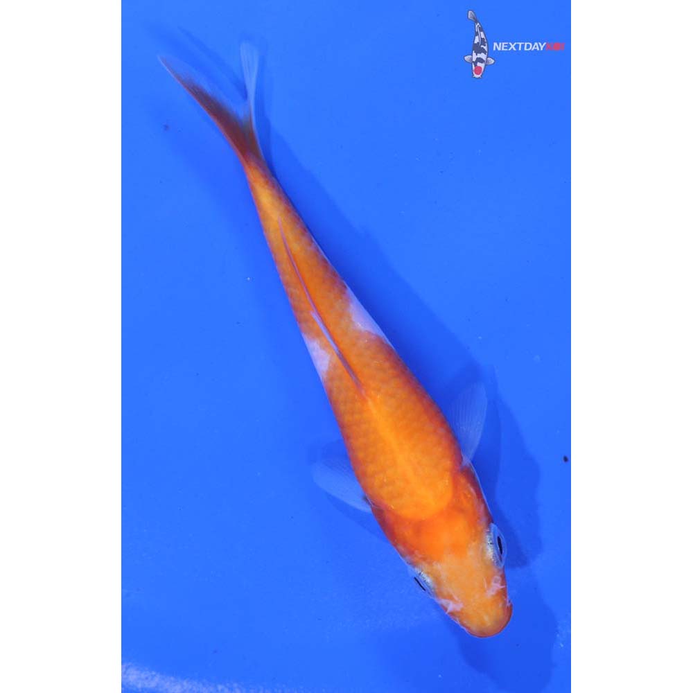 3.5” Imported Kohaku