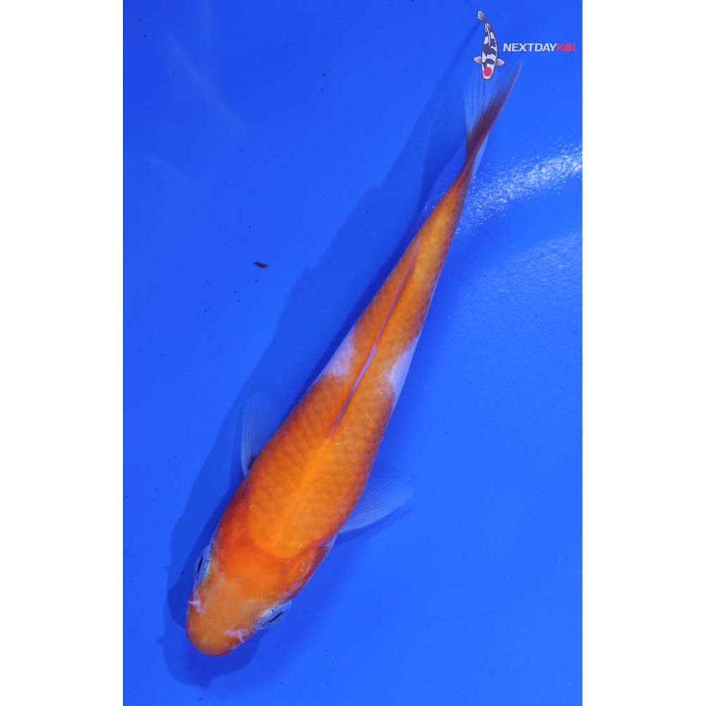 3.5” Imported Kohaku