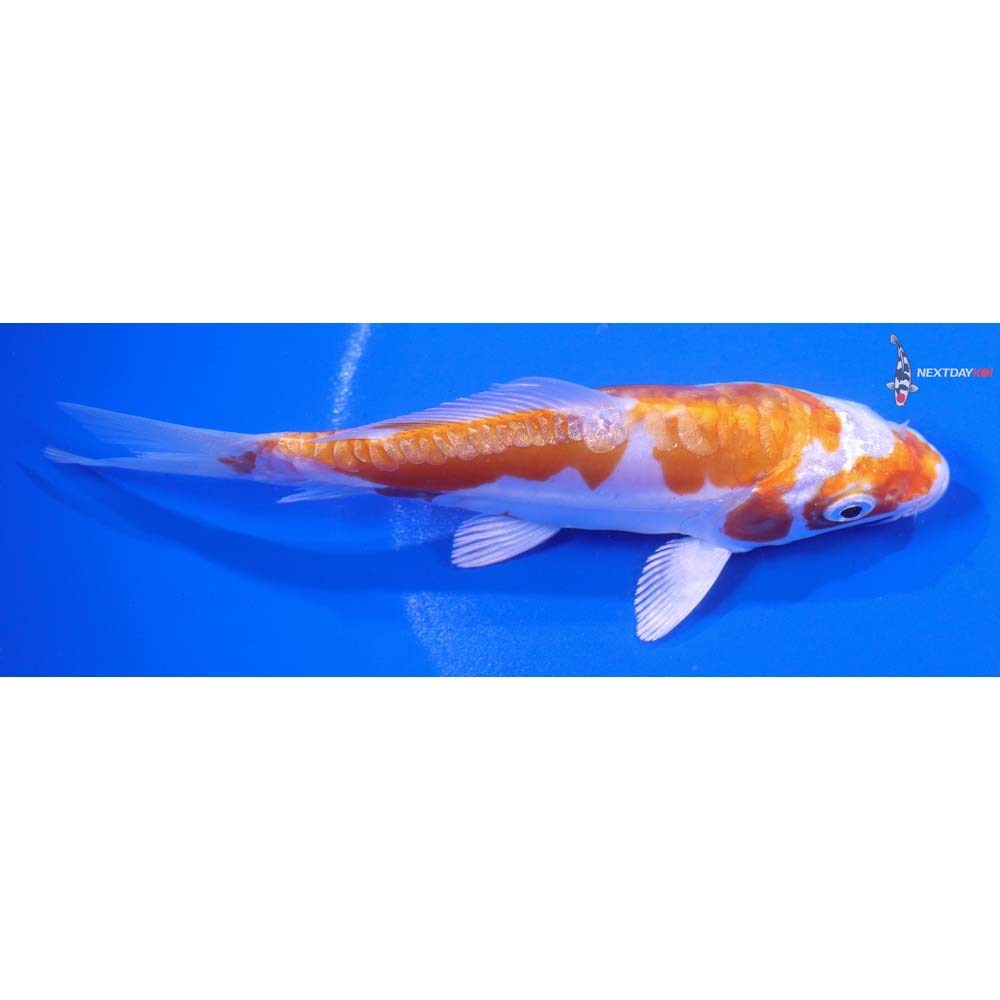 5” Imported Kikusui